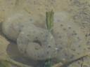 Karsenia koreana(和名：イキサンショウウオ)の卵