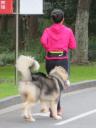 リードなしで大型犬を散歩させる女性