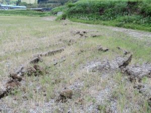 東海大学実習農地⑥