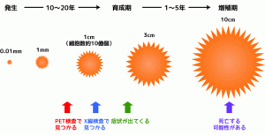 ガンの成長速度