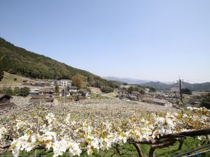 棚田状の梨畑