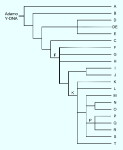 Y染色体ハプログループ