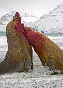 ゾウアザラシの死闘