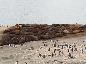 ゾウアザラシのハーレム