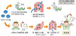 遺伝子組み換え食品の安全性への図解