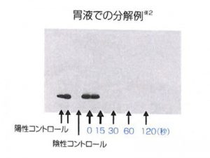 胃液での分解例(※注３)