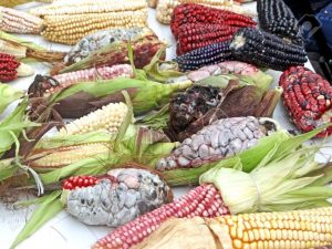 メキシコの多様なトウモロコシ