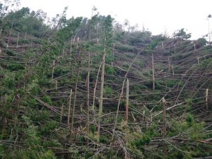 台風21号の影響で樹木が倒壊した高槻森林公園①