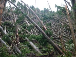 台風21号の影響で樹木が倒壊した高高槻森林公園た③