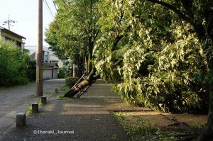 台風21号の影響で倒壊した茨木市の公園の樹木