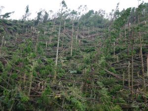 台風21号の影響で樹木が倒壊した高高槻森林公園②