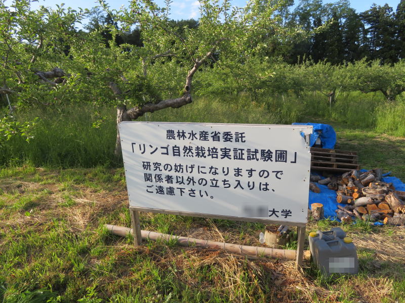 Kさんのうリンゴ園②