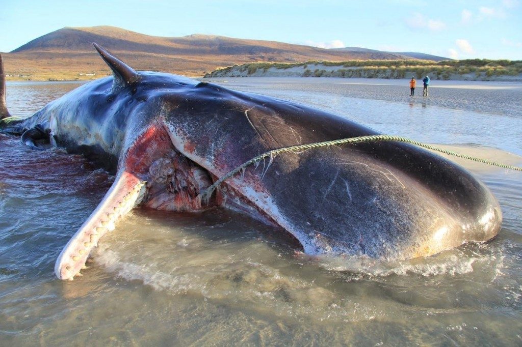 2019年11月、英スコットランド、ハリス島の砂浜で死んでいるのが発見された若いマッコウクジラ。解剖の結果、胃から100キロものごみの塊が見つかった。