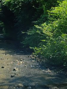 7月1日宮崎県山中②