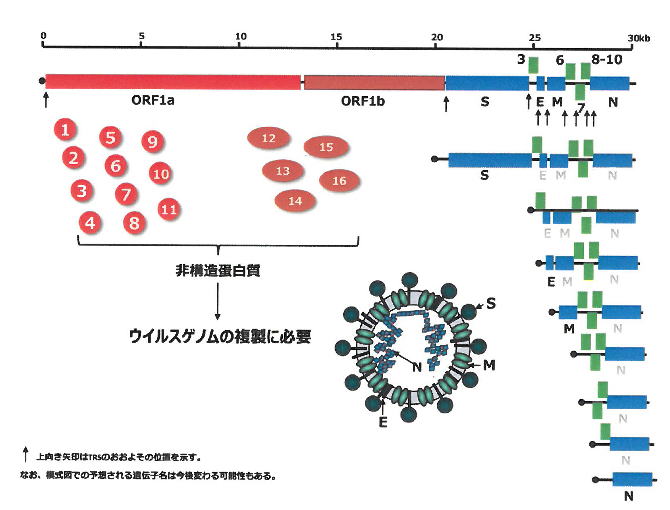 コロナウイルスの遺伝子構造