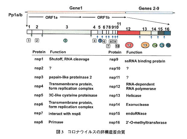 コロナウィルスの非構造蛋白質