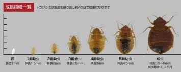 トコジラミ成長段階