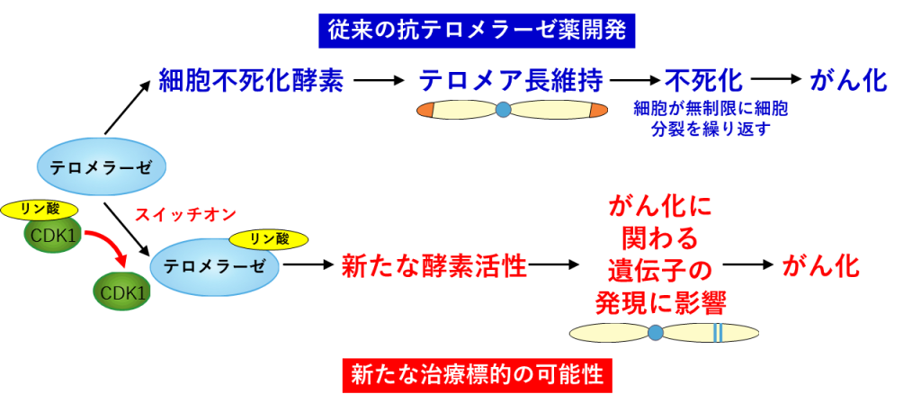 テロメラーゼのがん化機能