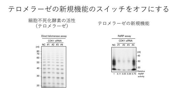 図４：テロラーゼが持つ機能の検証 