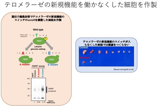 遺伝子編集技術を用いた、テロメラーゼの新たな機能のスイッチが入らなくなった細胞の作製