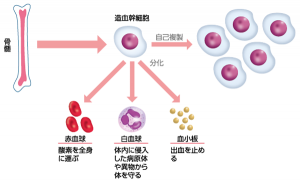 造血幹細胞