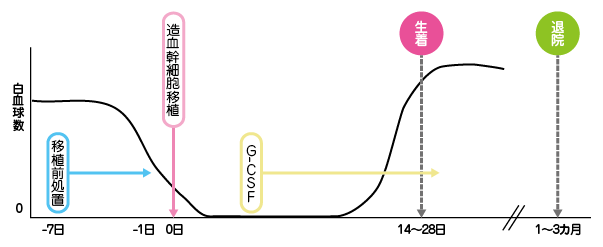 造血幹細胞移植の流れ