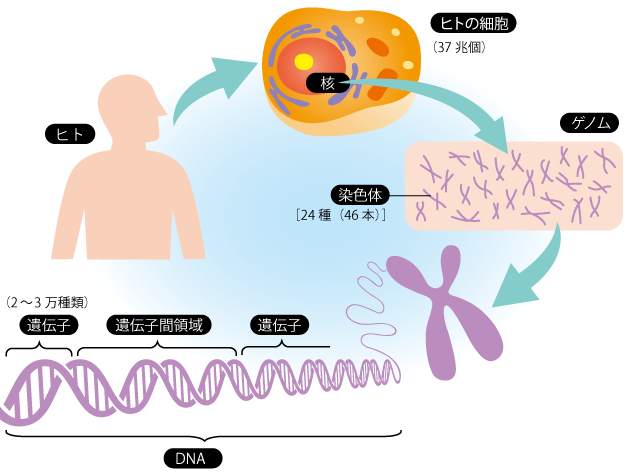 ゲノムと遺伝子