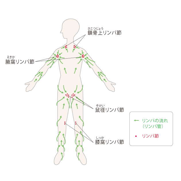 リンパ管とリンパ節