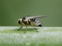 ネギモグリバエの成虫