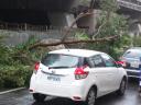 台風一過(台北市内)②