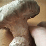 高尾きくらげ①