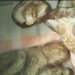 高尾きくらげ②