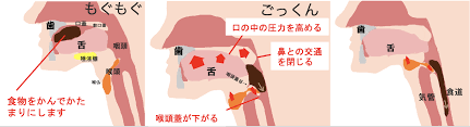 食べ物と舌の使い方