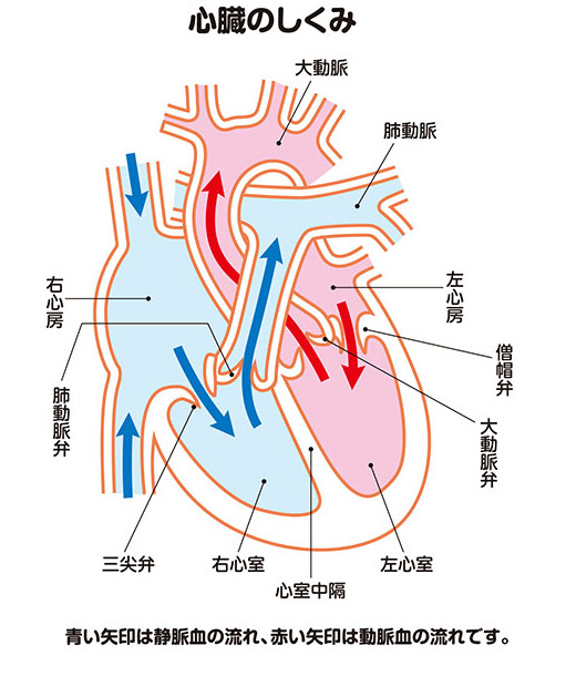 心臓の構造